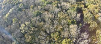 The effects of ash dieback in the Kent Downs. Photo: Kent Downs AONB.