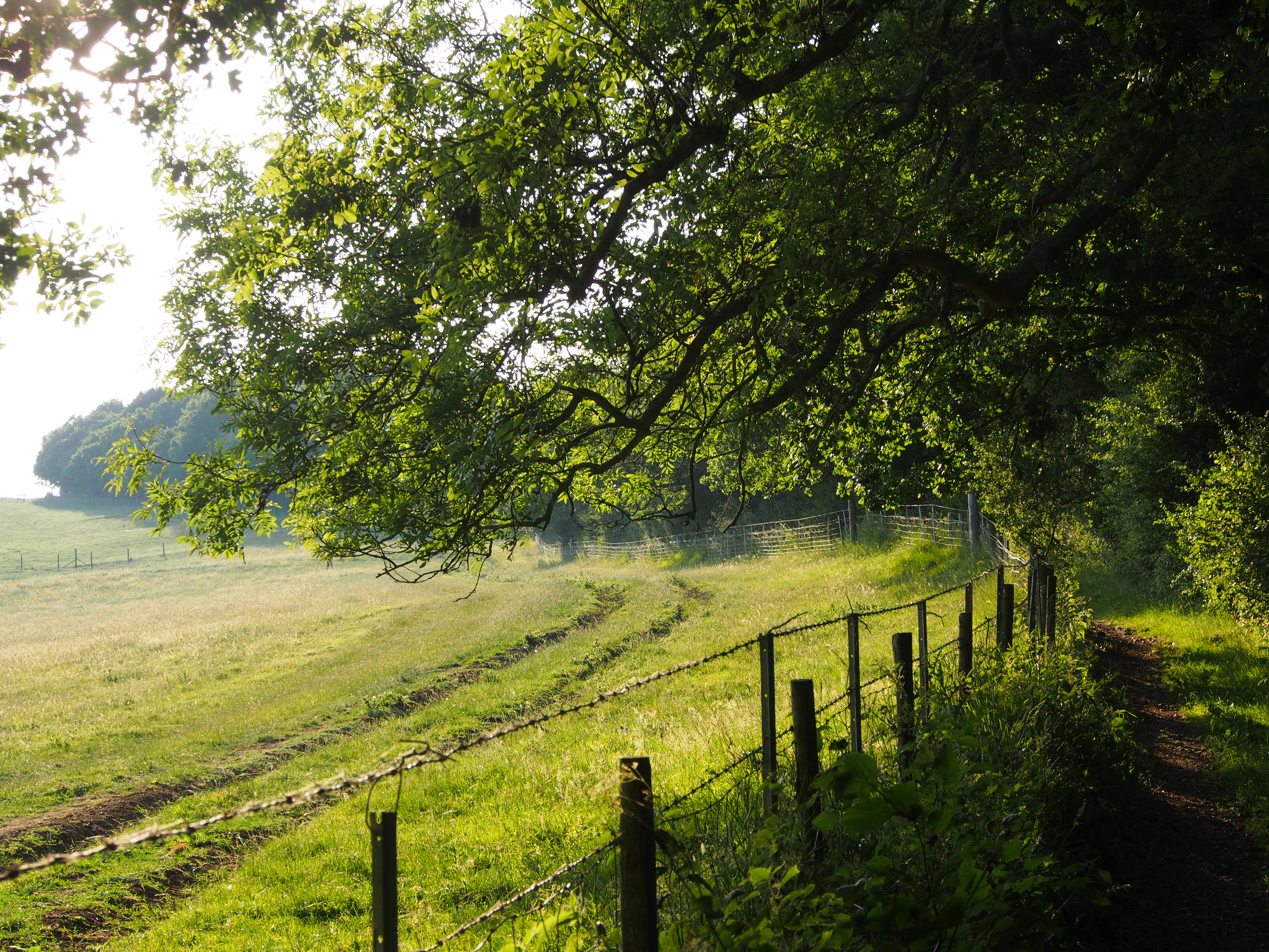 https://www.theashproject.org.uk/wp-content/uploads/2017/07/North-Downs-Way-above-Brabourne.jpg